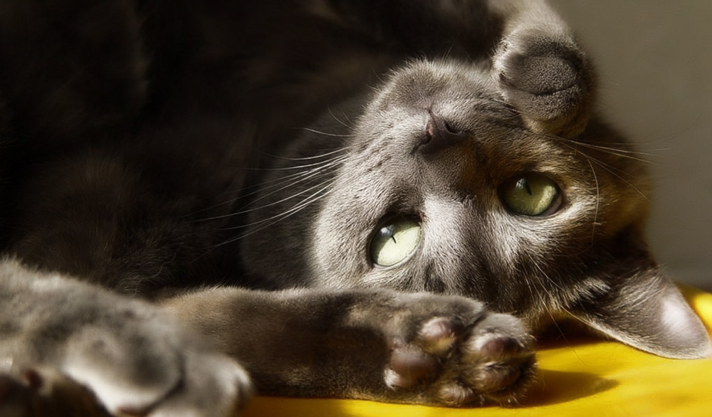 Признаки ушного клеща