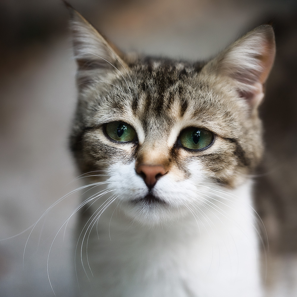 Методы лечения кошек от глистов