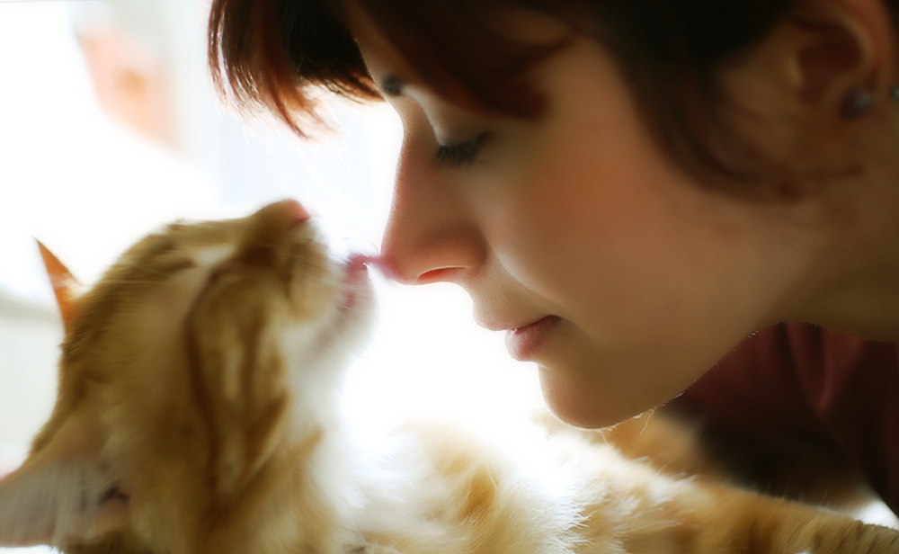 Как лечить запах изо рта у кошки?