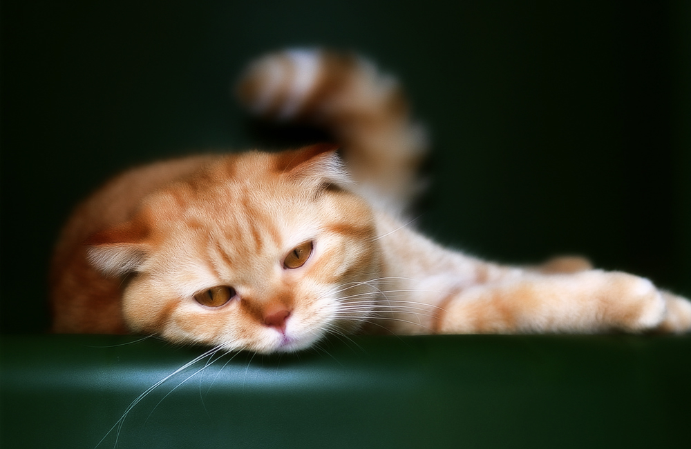 Симптомы отравления кошек на различные вещества