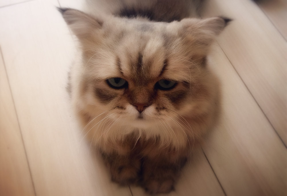 Понос у котят