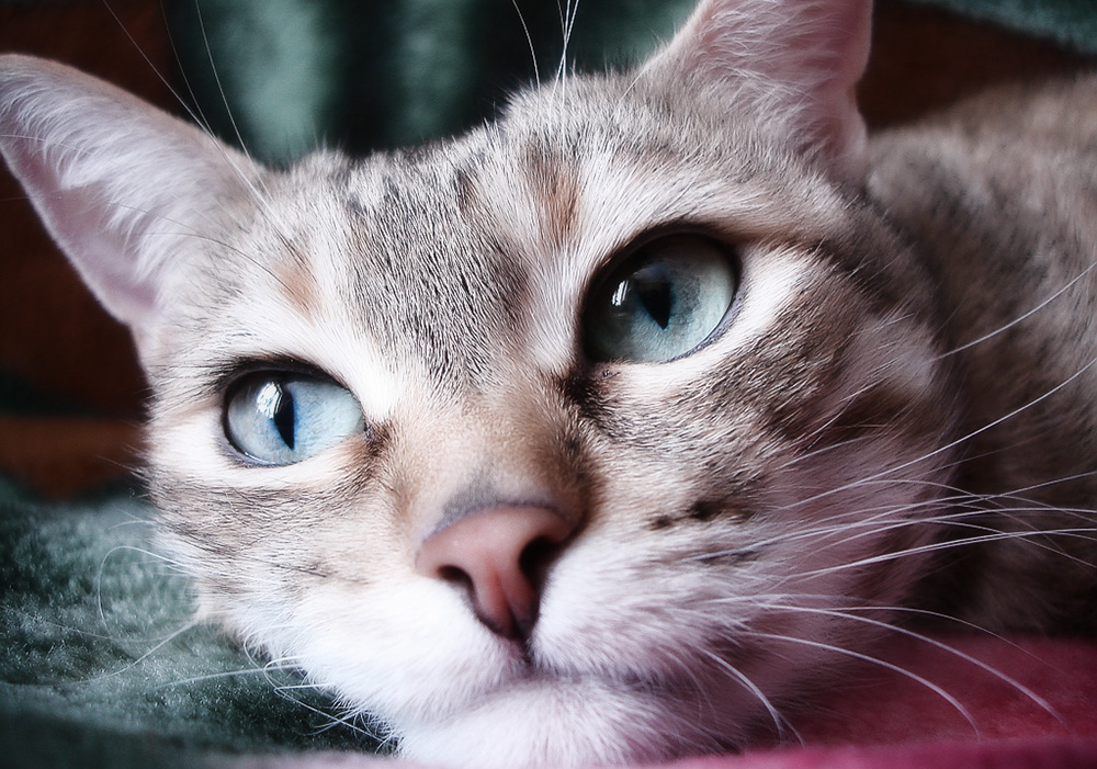 Микроспория у кошек: симптомы и способы лечения
