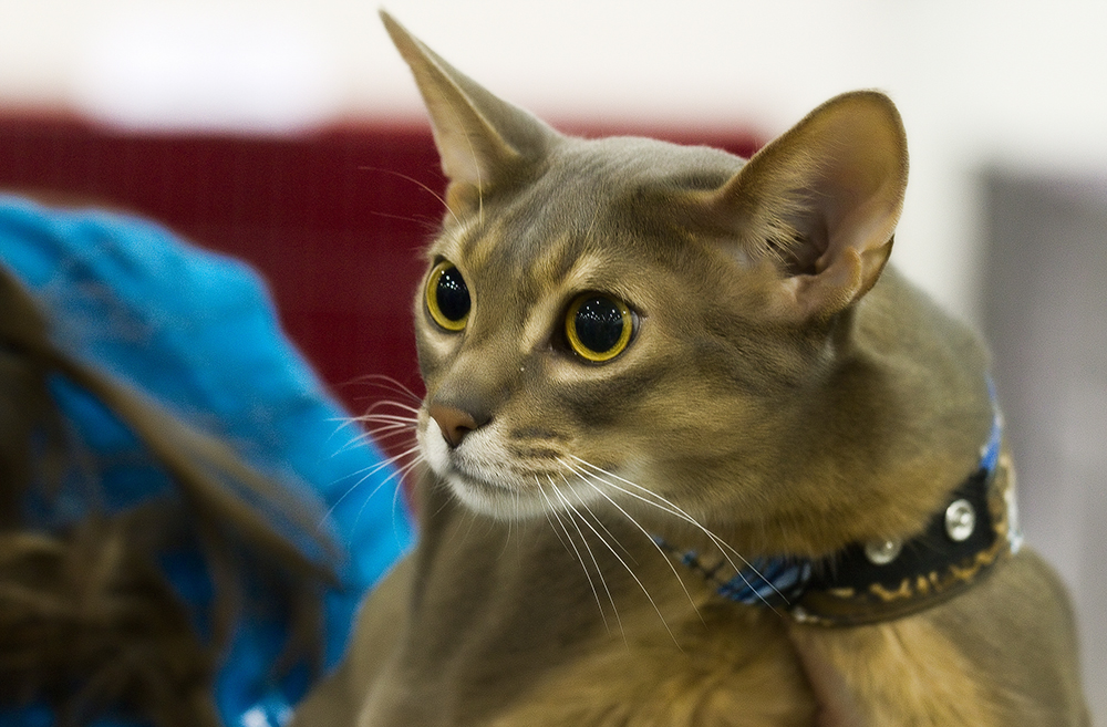 Абиссинская порода кошек: особенности характера