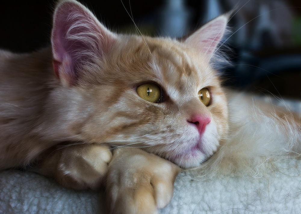 Нотоэдроз у кошек - симптомы и способы лечения чесоточного клеща