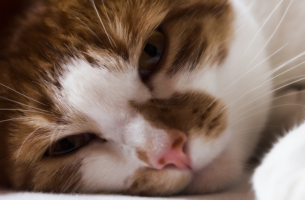Энтерит у кошек и котят: симптомы и лечение