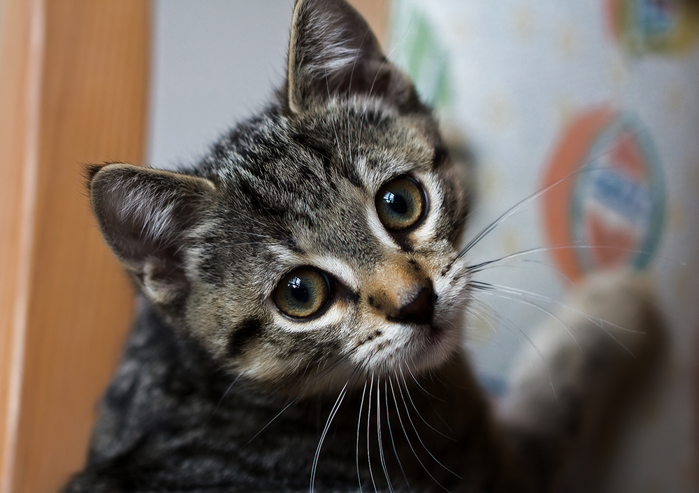 Американская жесткошерстная кошка