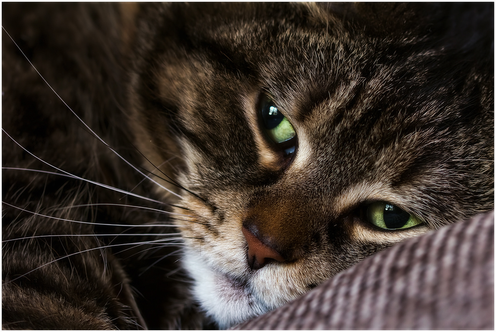  Микоплазмоз у кошек - основные симптомы и способы лечения