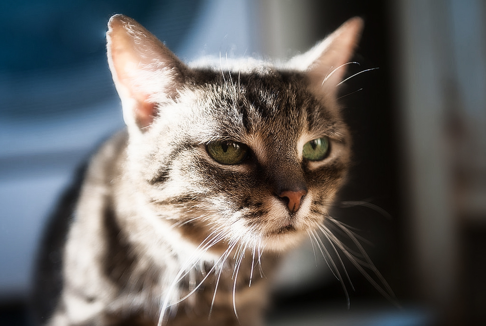 Гломерулонефрит у кошек: симптомы и лечение