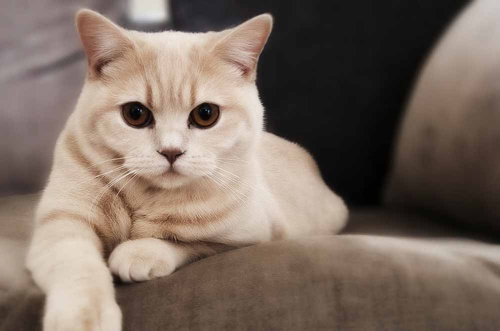 Ложная беременность у кошек - патология или норма?