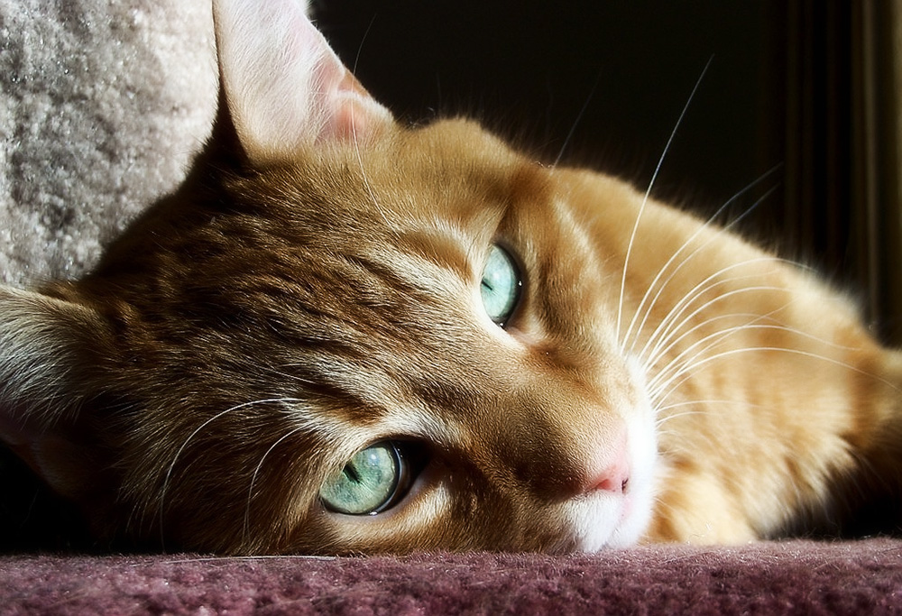  Рвота и тошнота у кошки: причины, лечение и профилактика