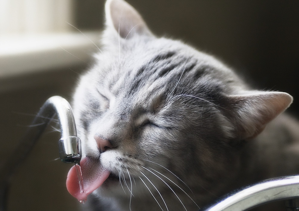 Кот пьет много воды: причины жажды и профилактика болезней