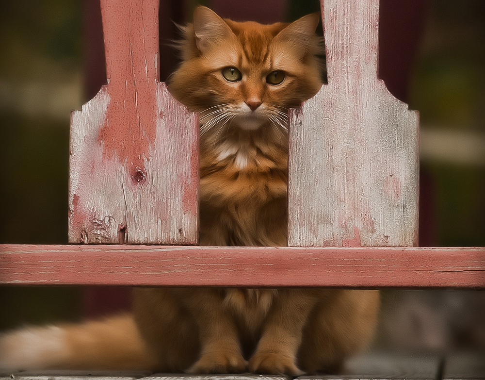 Домик для кошки своими руками