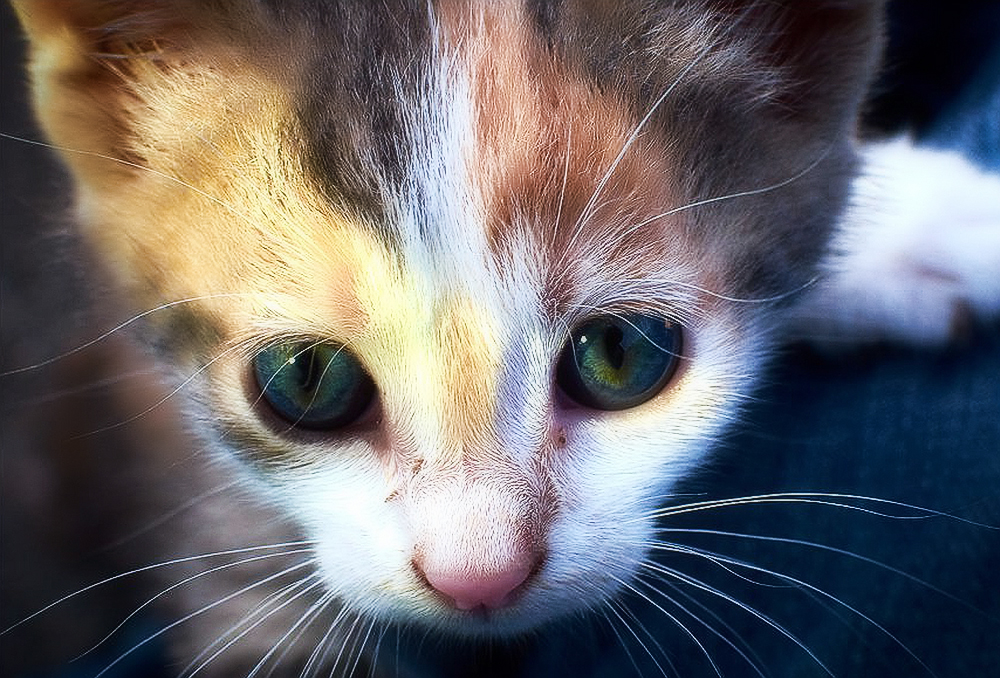 Болезни котят: симптомы и лечение