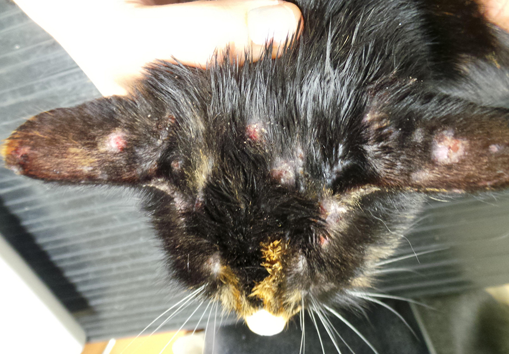 Блошиный дерматит у кошек