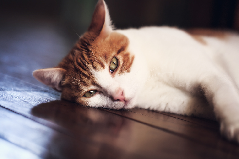 Отодектоз у кошек и его лечение