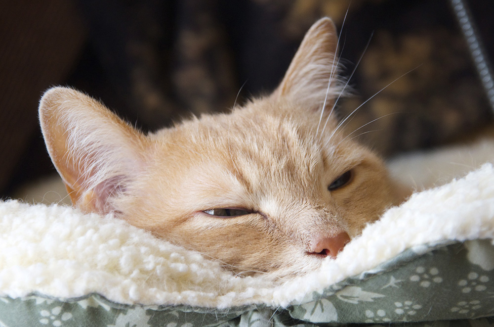 Нормальная температура у кошек
