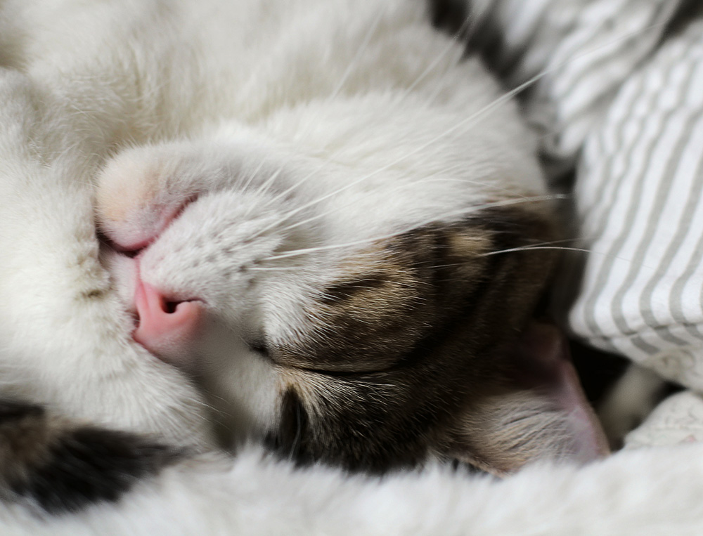 Насморк у кошек: лечение в домашних условиях