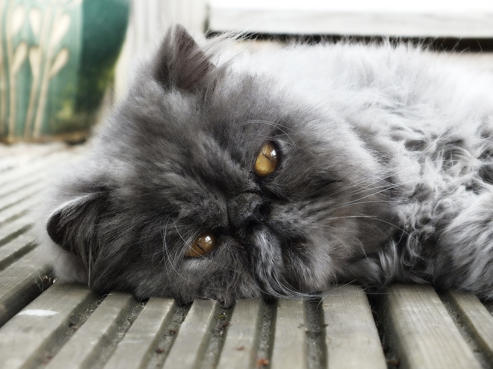 Колтунорезка для кошек: как ей пользоваться?
