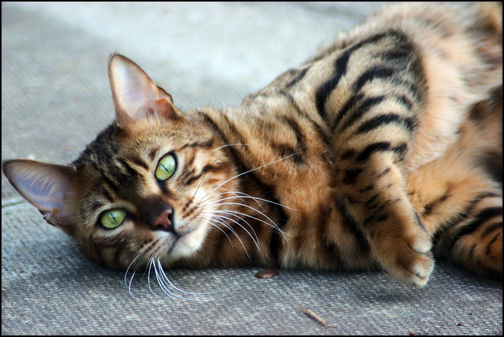 Бенгальская кошка: характер и поведение