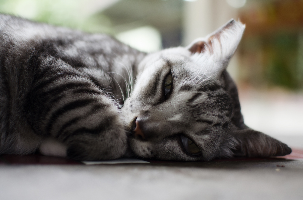 У кота опух глаз, заплыл, слезится и гноится что делать