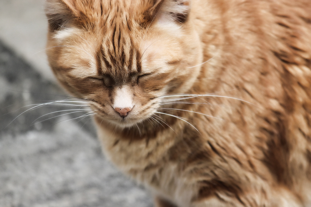 Что делать, если у кота запор: лечение в домашних условиях