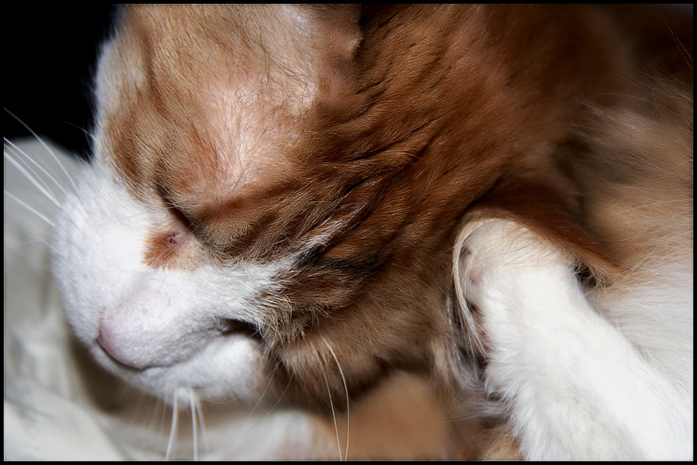 Ушные капли Барс для кошек: инструкция по применению, отзывы. Свойства капель от ушного клеща. Противопоказания капель от ушных клещей Барс для кошек.