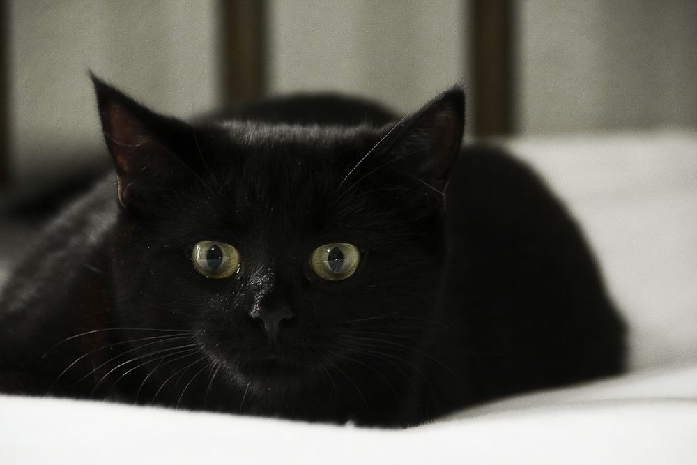 Кошка Бомбейская - фото «черного сокровища»