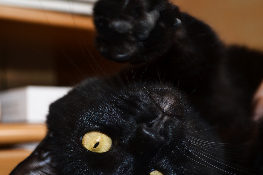 Кошка Бомбейская - фото «черного сокровища»