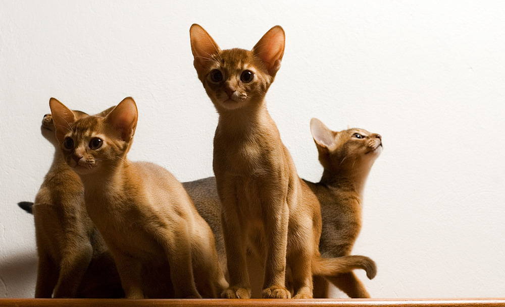 Абиссинская кошка: фото и описание породы