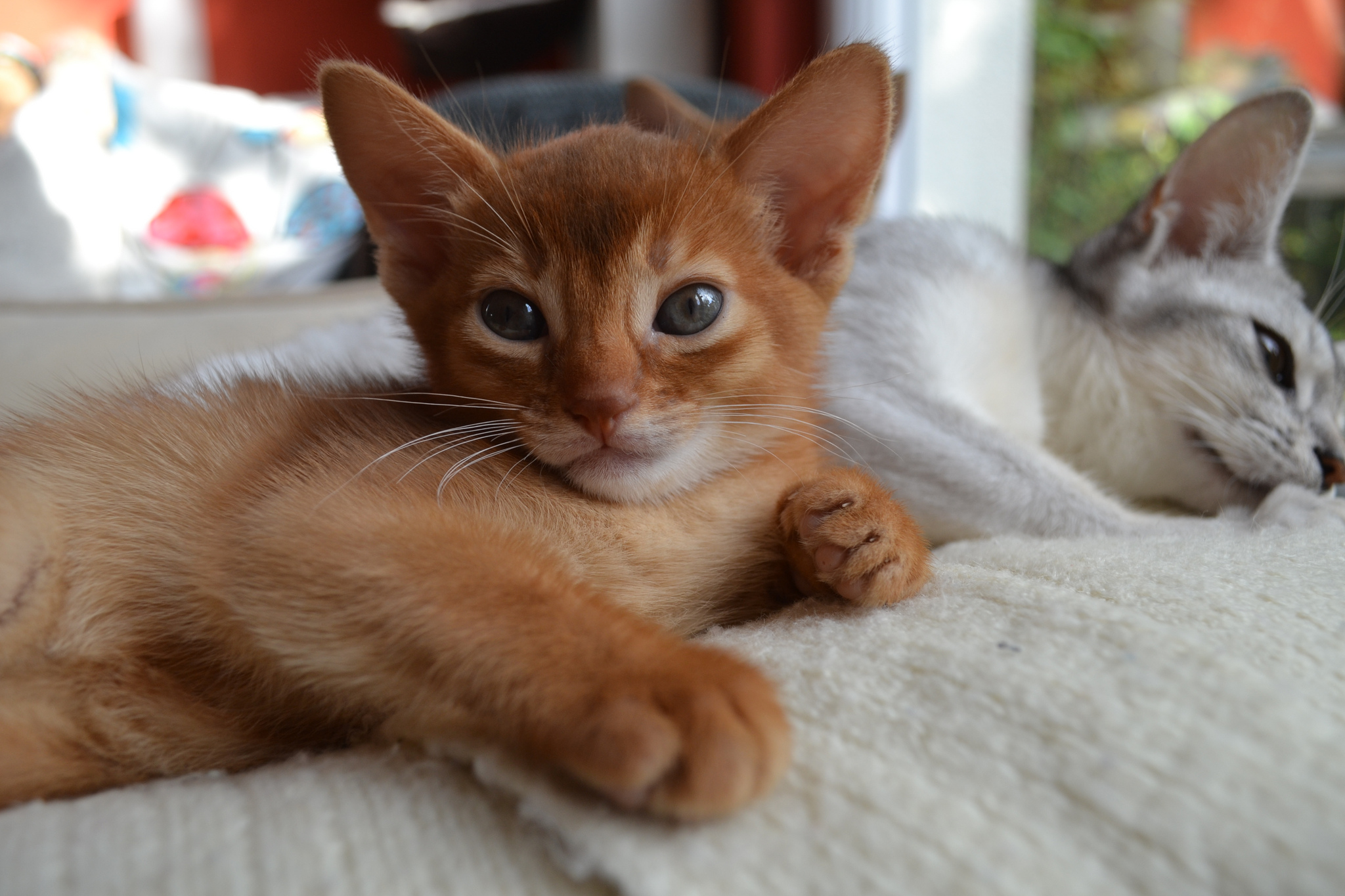 Абиссинская кошка: фото и описание породы