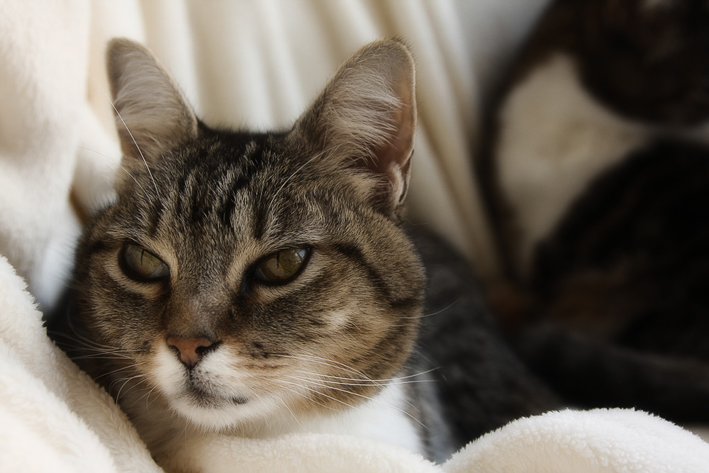 Болезни кошек: симптомы и лечение