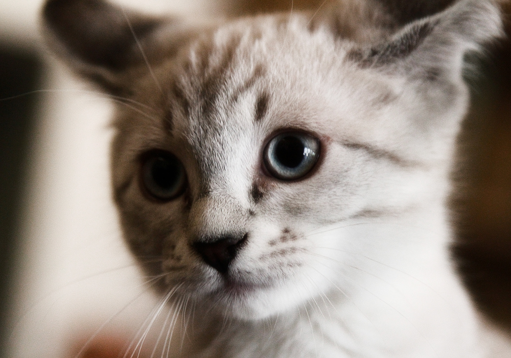 Как применять вазелиновое масло при запорах у кошек?