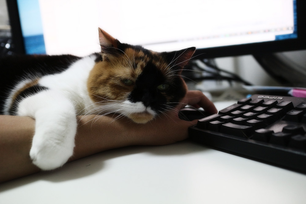Как объяснить коту, что ему пора работать?