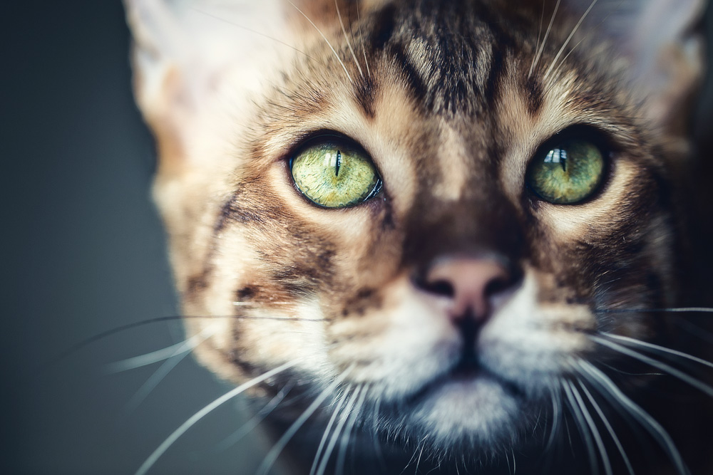 Как отучить кота метить территорию в квартире?