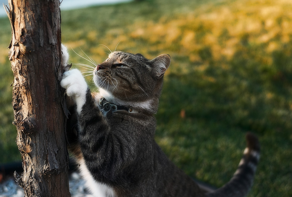 Как приучить котенка, кота или кошку к когтеточке?