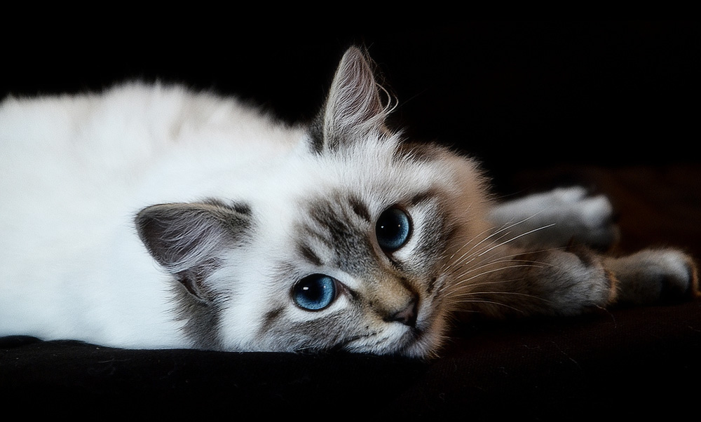 Каниквантел Плюс: инструкция по применению