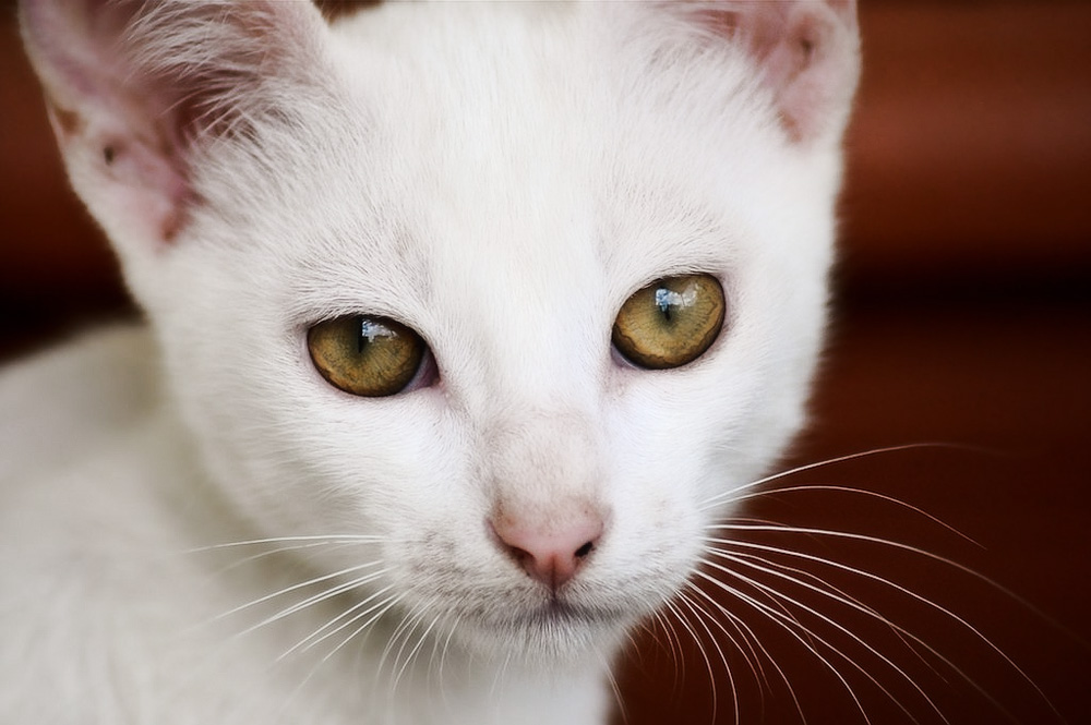 Кошка ничего не ест и не пьет что делать?