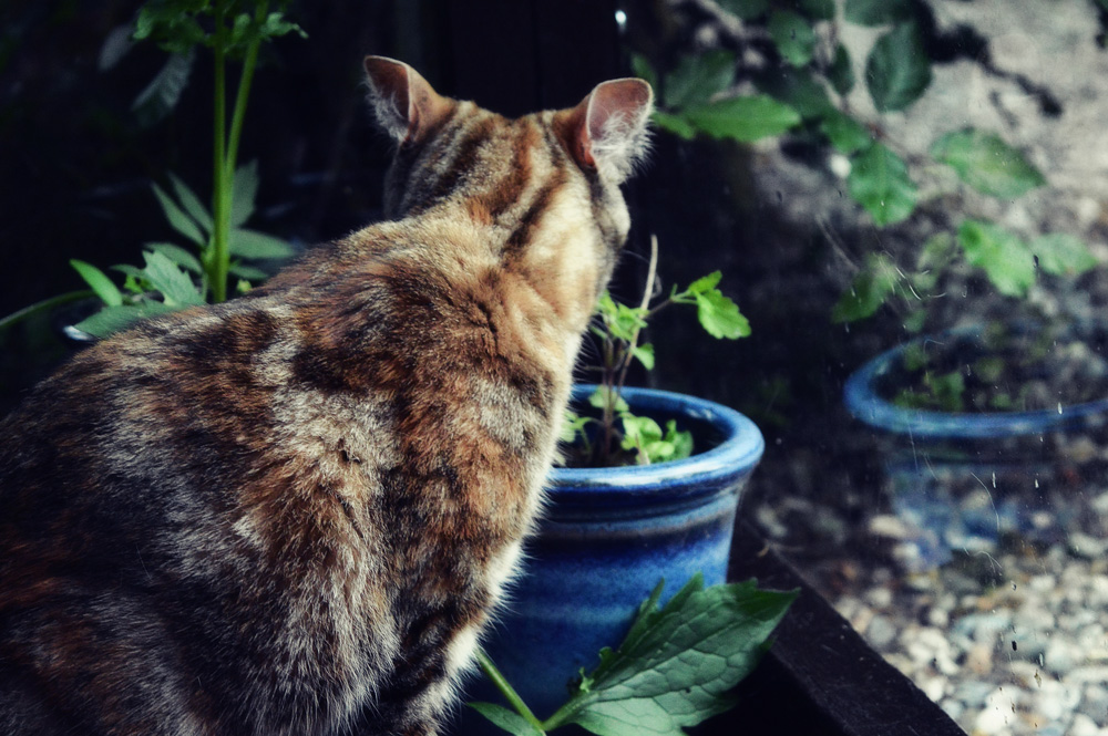 Почему коты и кошки любят валерьянку?