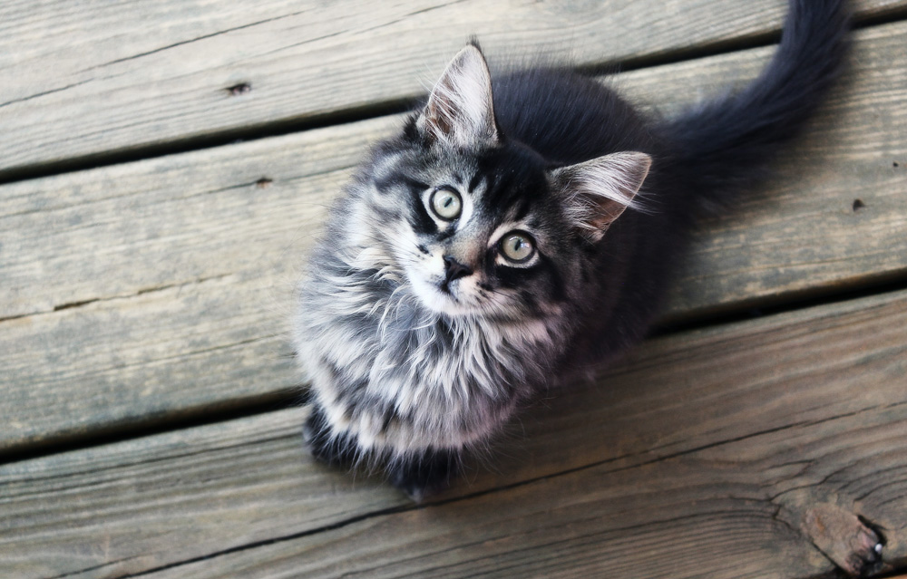 Синулокс для кошек: инструкция по применению
