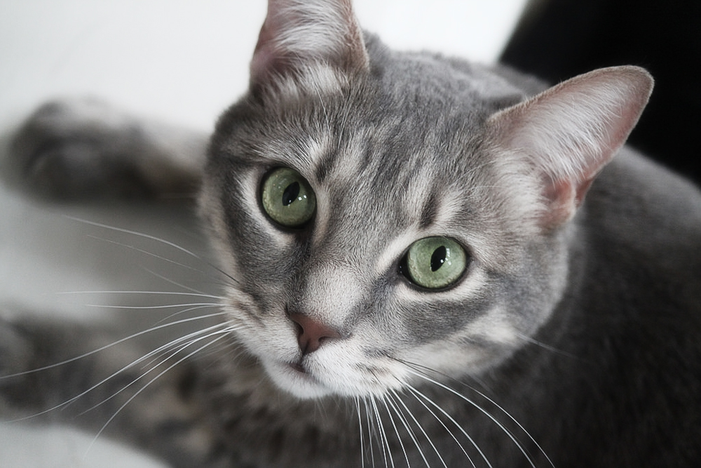 Как сделать клизму коту в домашних условиях?