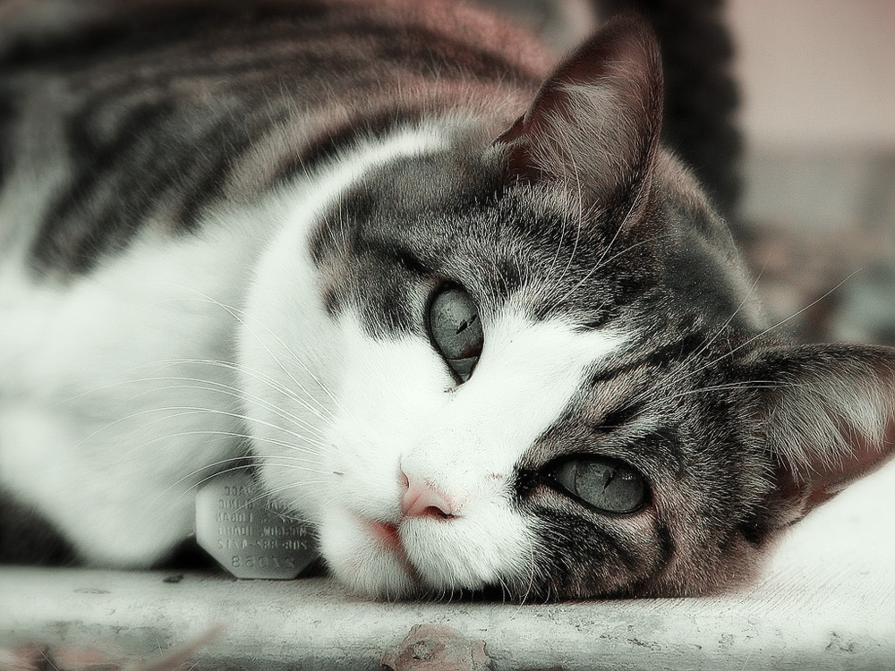 Загуляла кошка что делать в домашних условиях