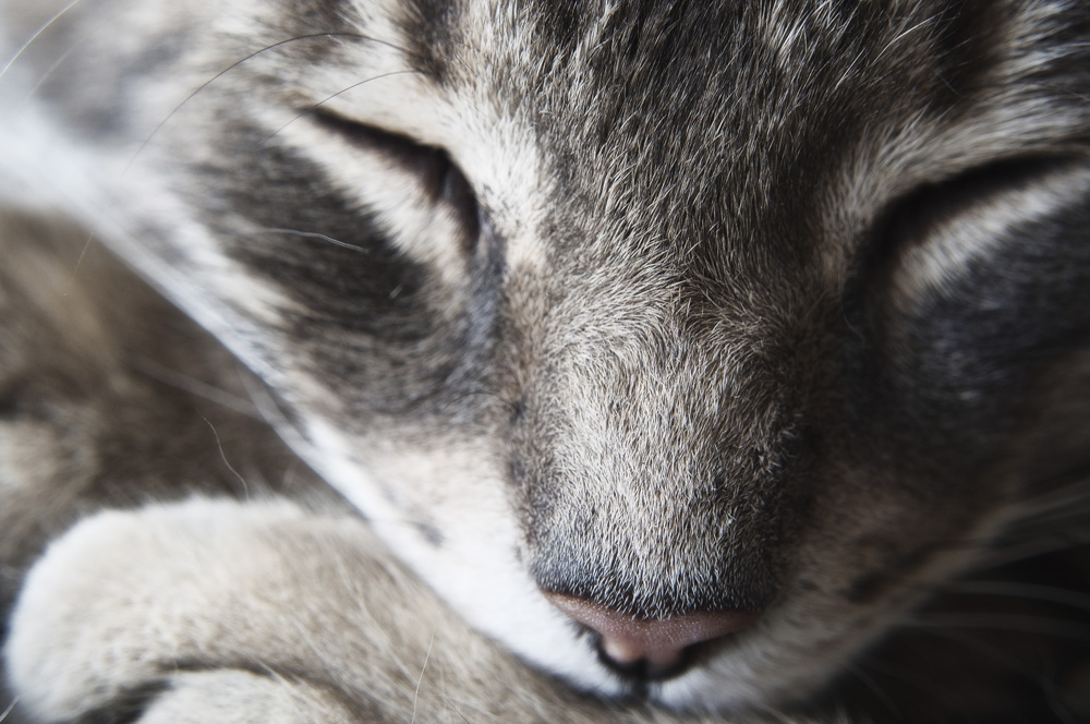 Золетил 100: инструкция по применению