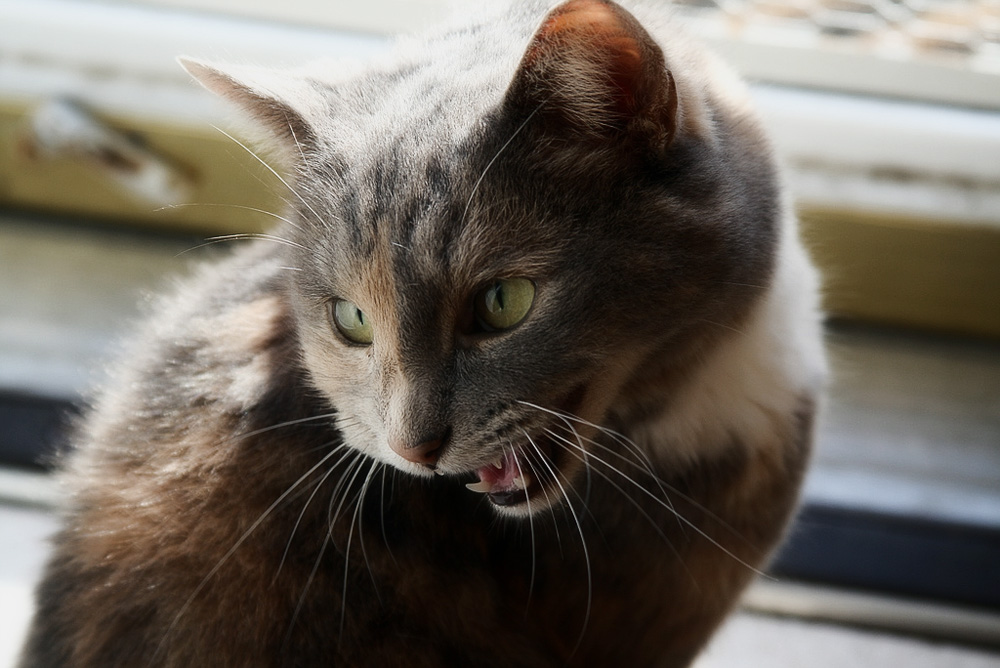 Что делать, если кошка орет и хочет кота?