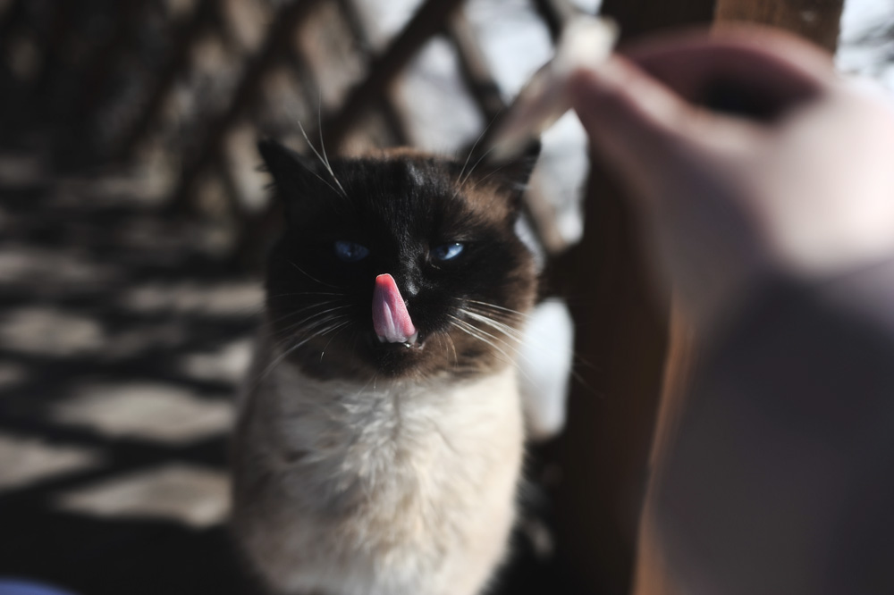 Сколько раз в день нужно кормить кошку?