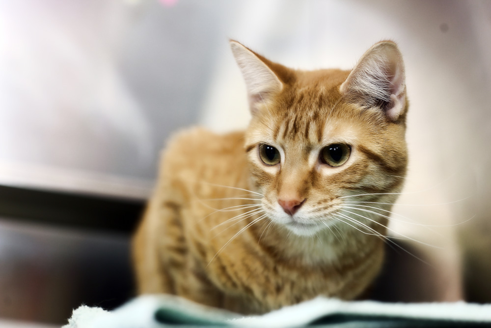 Глобфел-4 для кошек: инструкция по применению