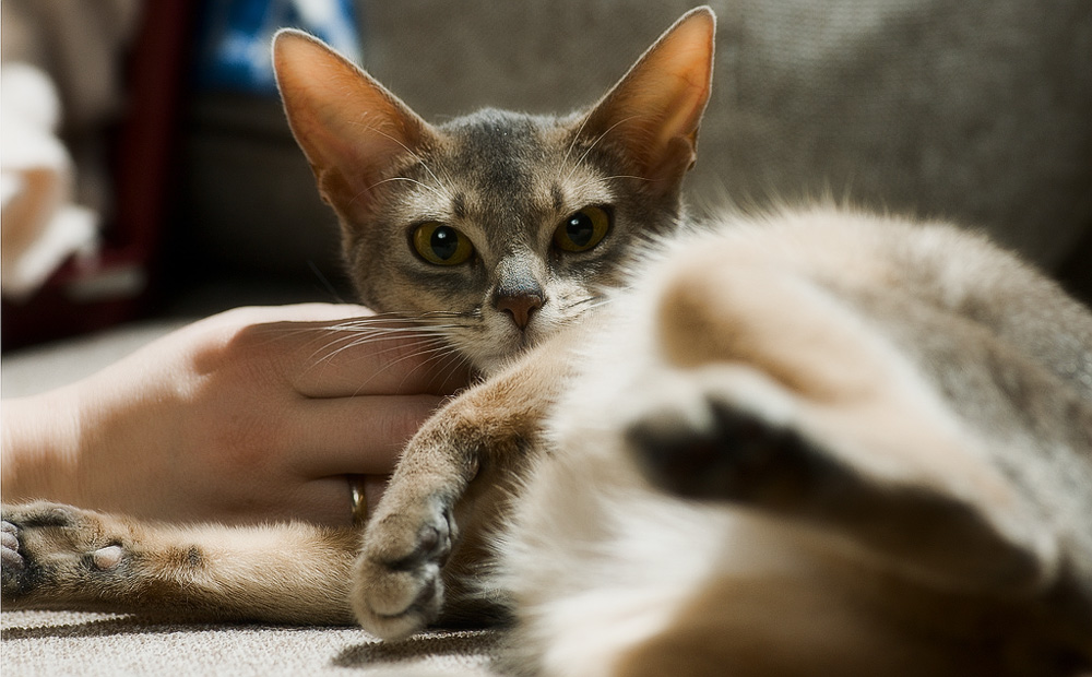Как успокоить кошку во время течки в домашних условиях
