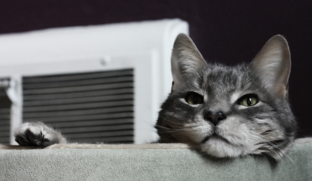 У кота черные точки на подбородке - как лечить?