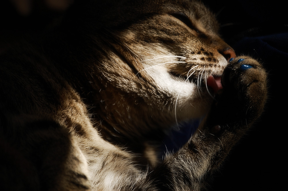 Удаление когтей у кошек: последствия и особенности операции