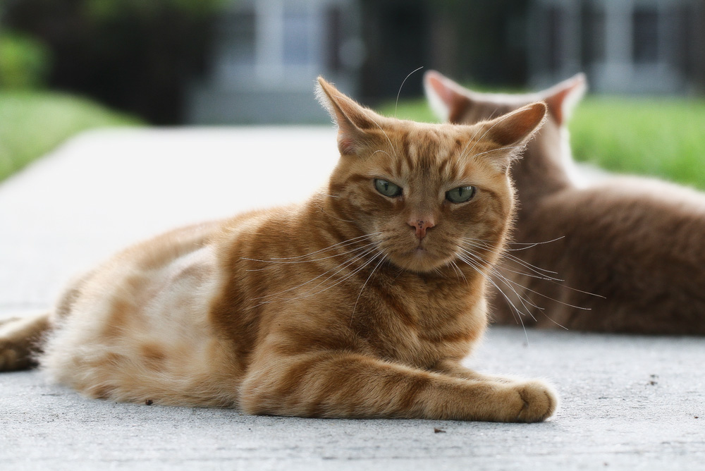 Вакдерм для кошек: инструкция по применению