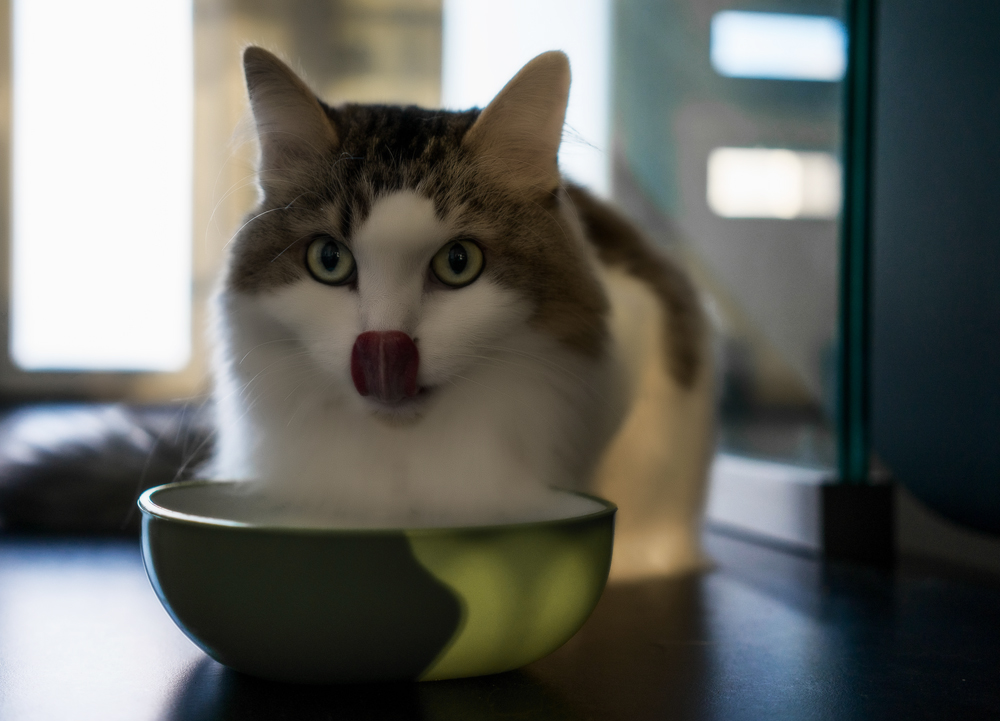 Как отучить кота от Вискаса и приучить к нормальной еде